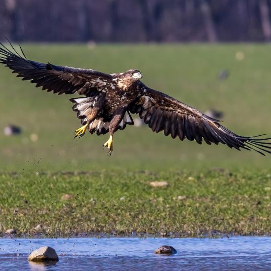 En havørn flyver op fra vand