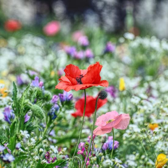 En blomstereng med vilde blomster. En rød valmue i midten.