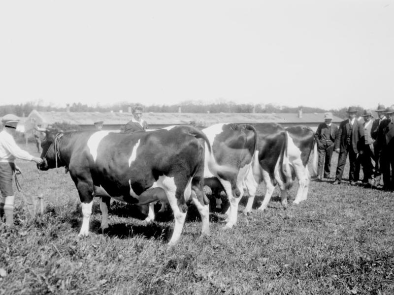 Ældre billede af en landmand og nogle køer 