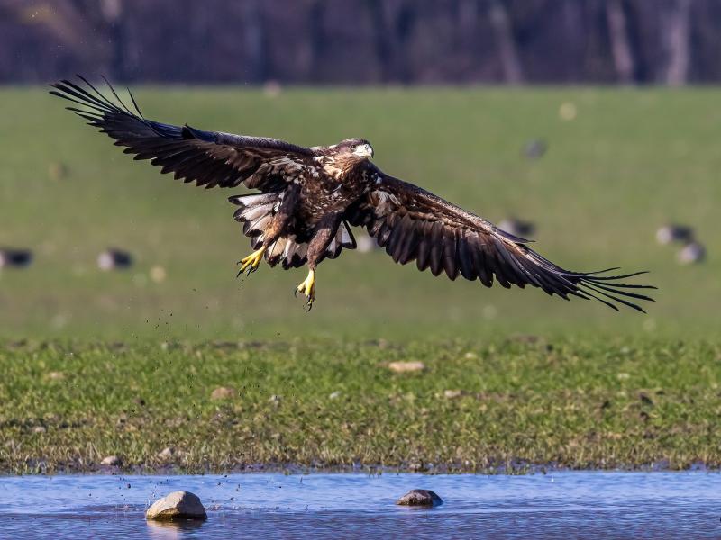 En havørn flyver op fra vand