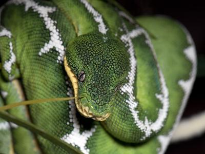 Grøn slange 